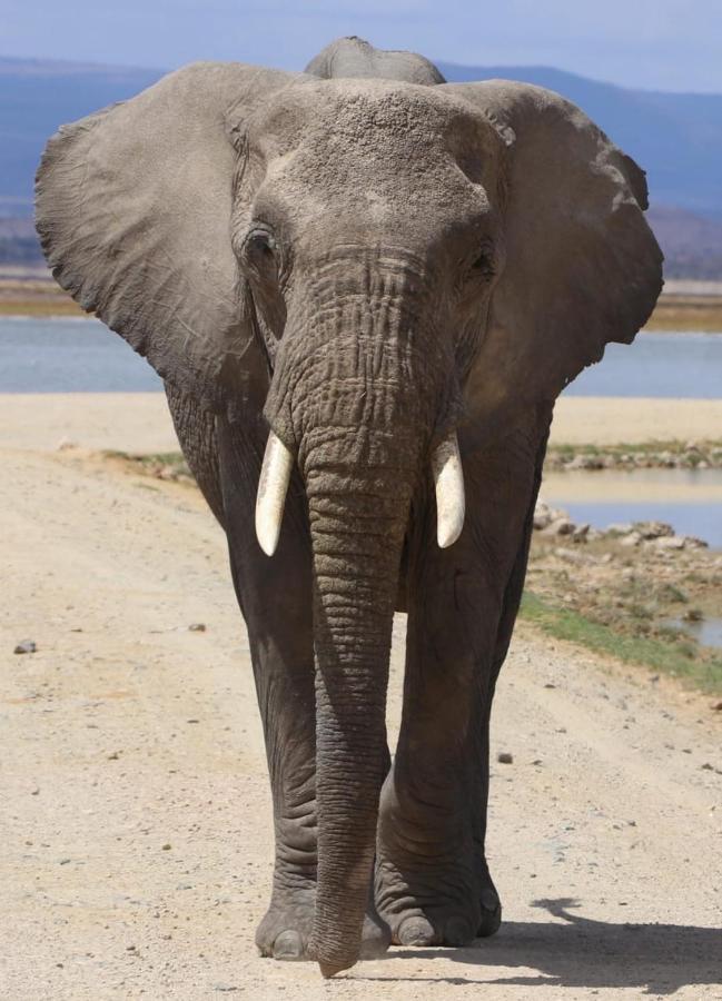 דירות Amboseli Redhouse מראה חיצוני תמונה