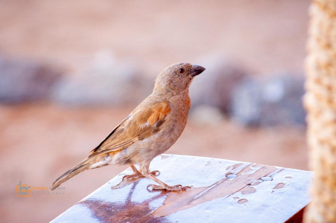 דירות Amboseli Redhouse מראה חיצוני תמונה